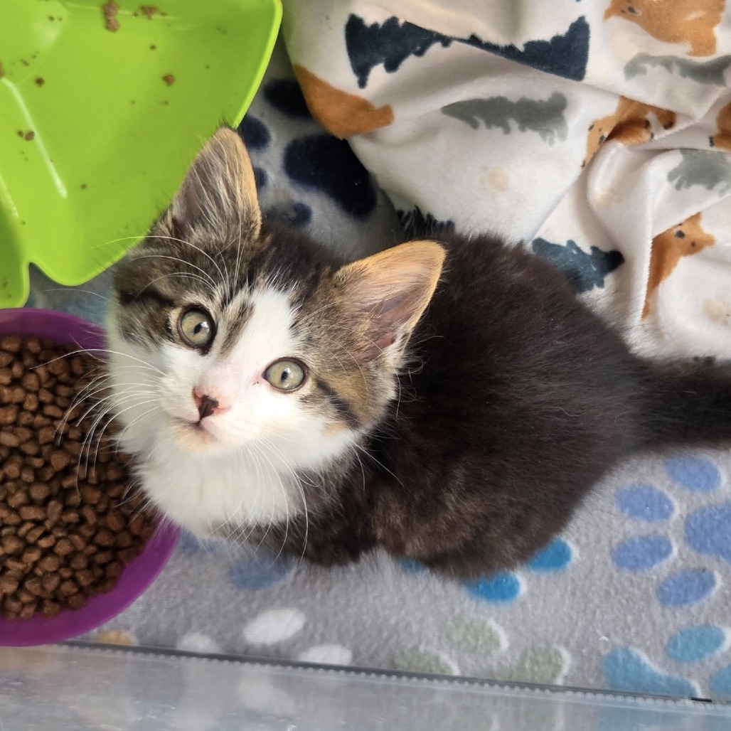 Cedric (paired with Fred)