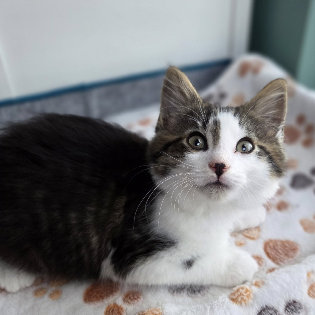 Cedric (paired with Fred)