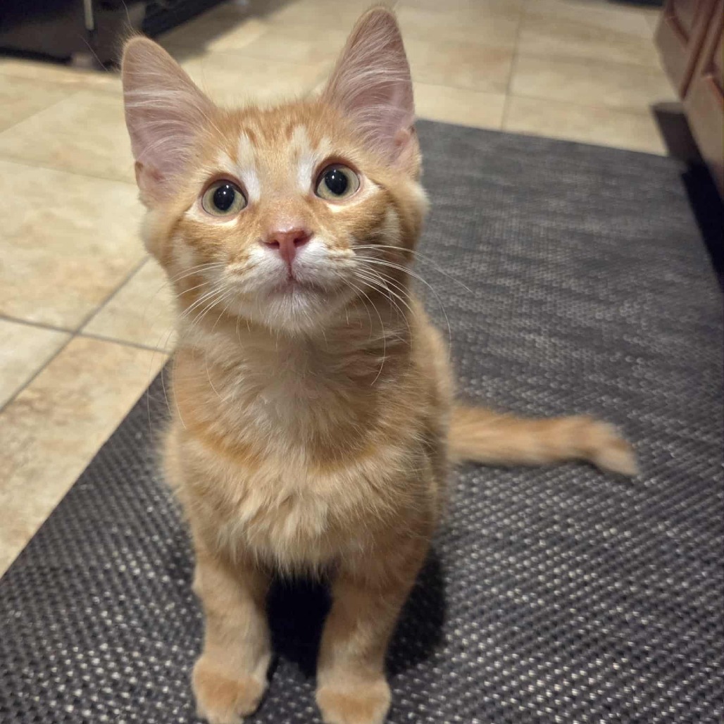 Fred (paired with Cedric)