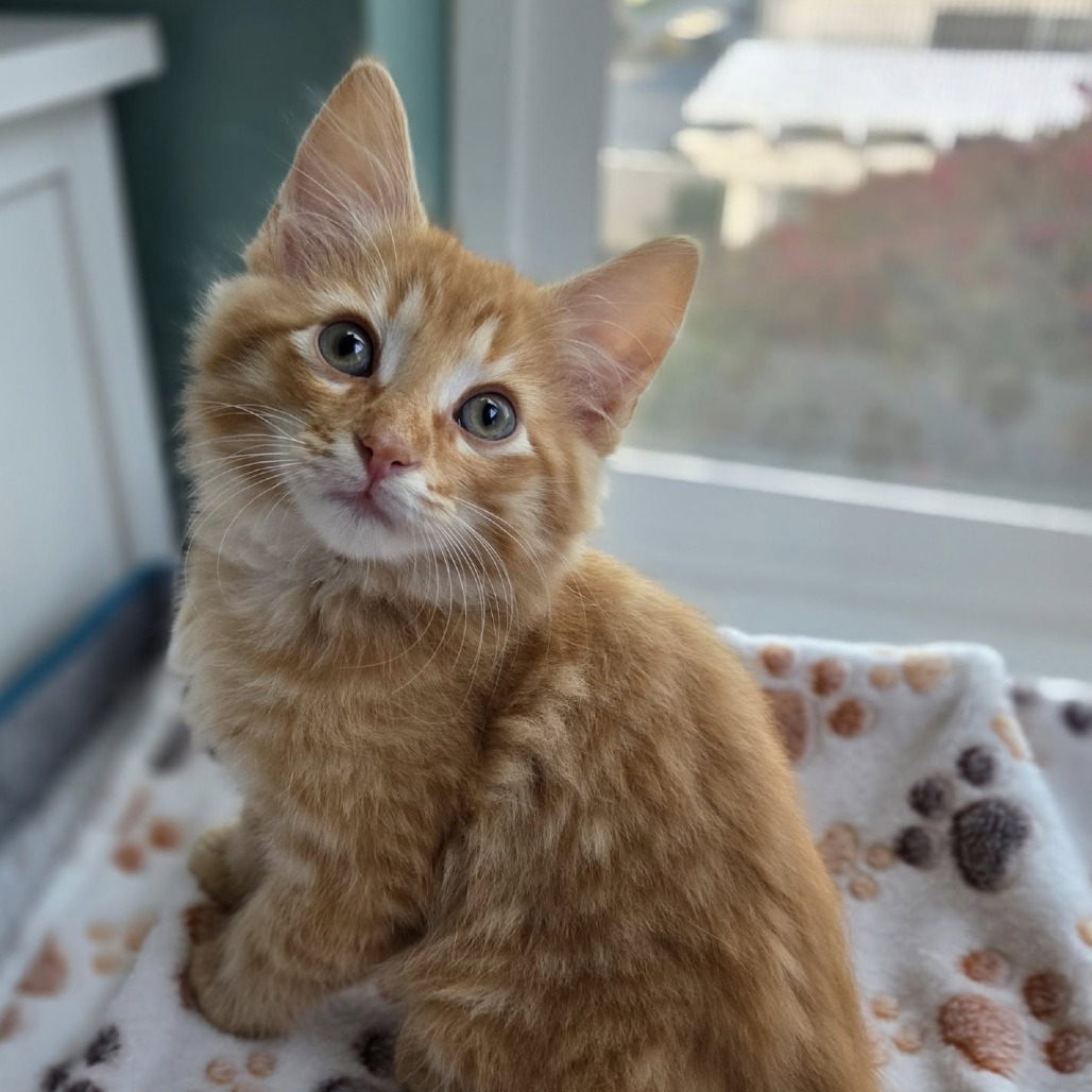 Fred (paired with Cedric)