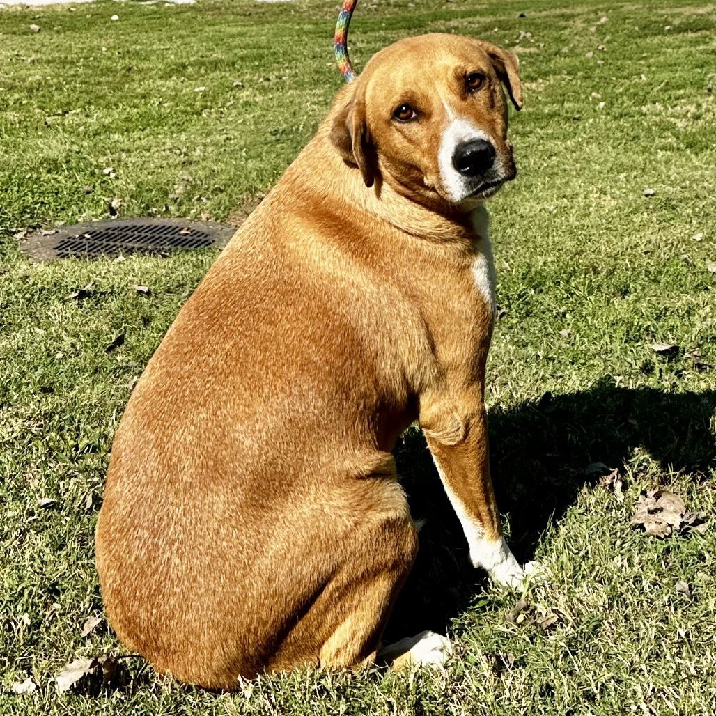 Hammy (f/k/a Hamburglar)