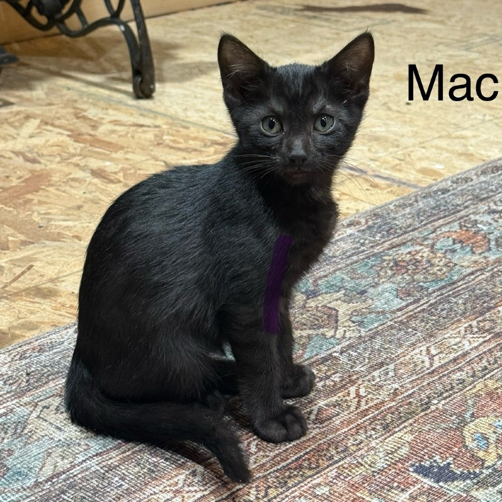 Macaroon FC Maggie L