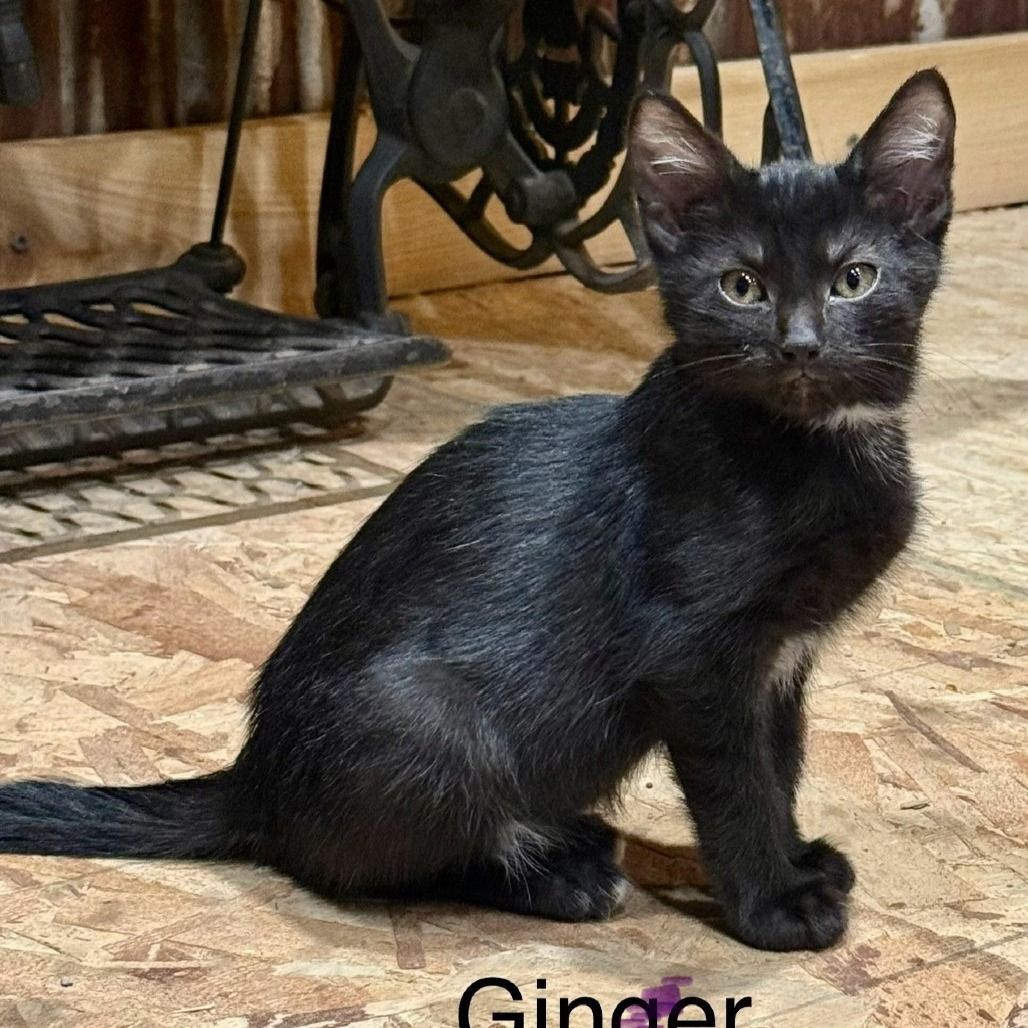 Gingersnap FC Maggie L