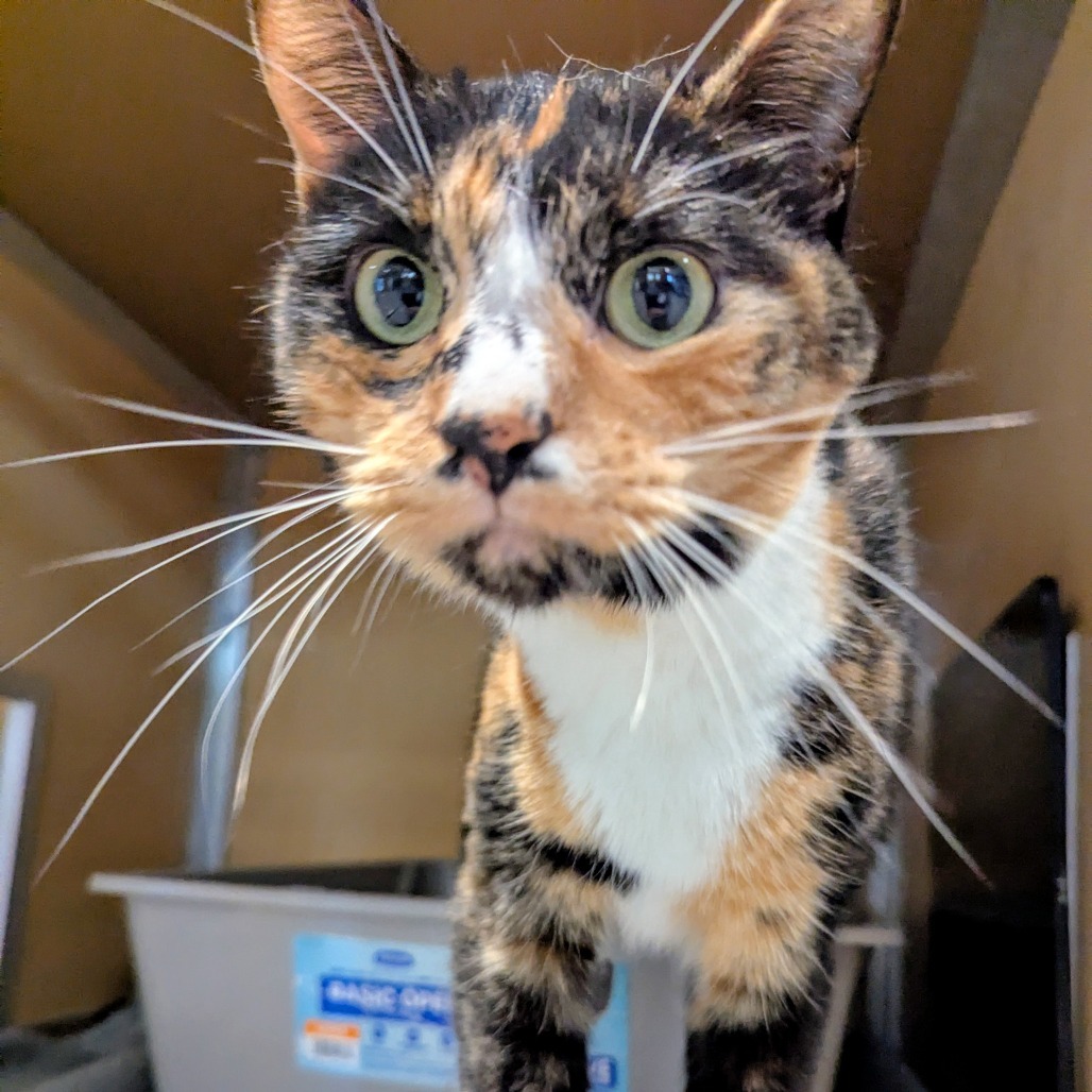 Nala
