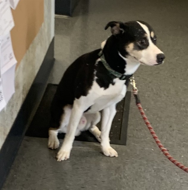 CHARLES, an adoptable Australian Kelpie, Mixed Breed in Casper, WY, 82601 | Photo Image 1