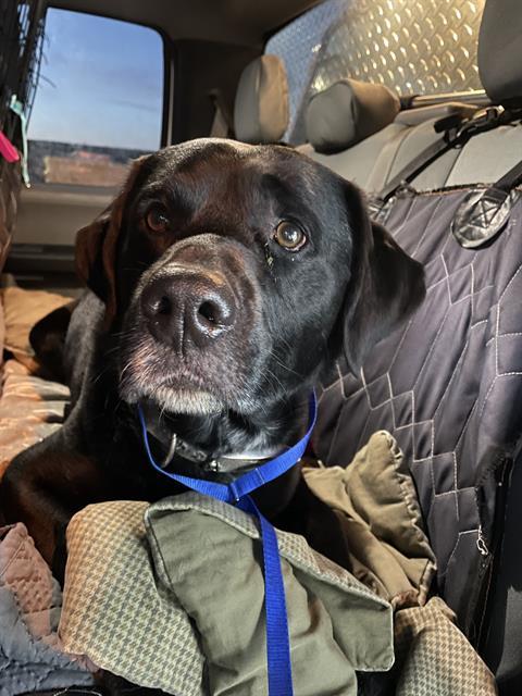 BEN, an adoptable Labrador Retriever, Mixed Breed in Casper, WY, 82601 | Photo Image 1