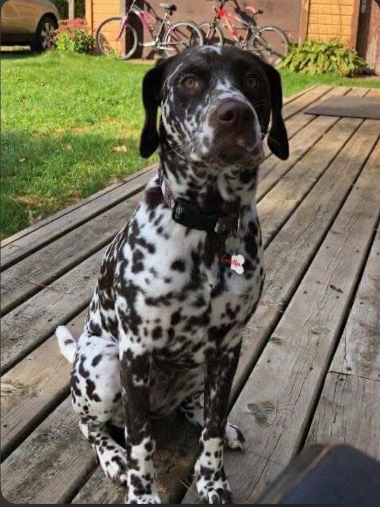 Cruella, an adoptable Dalmatian in Cloquet, MN, 55720 | Photo Image 1