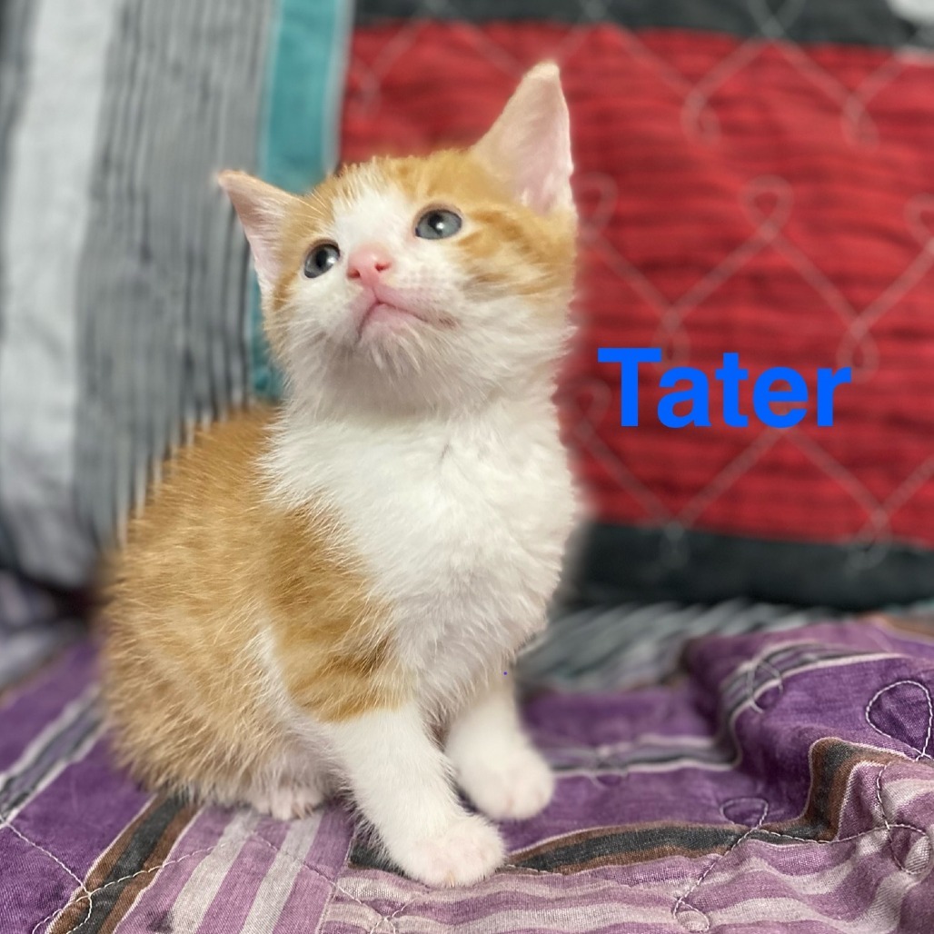 Tater