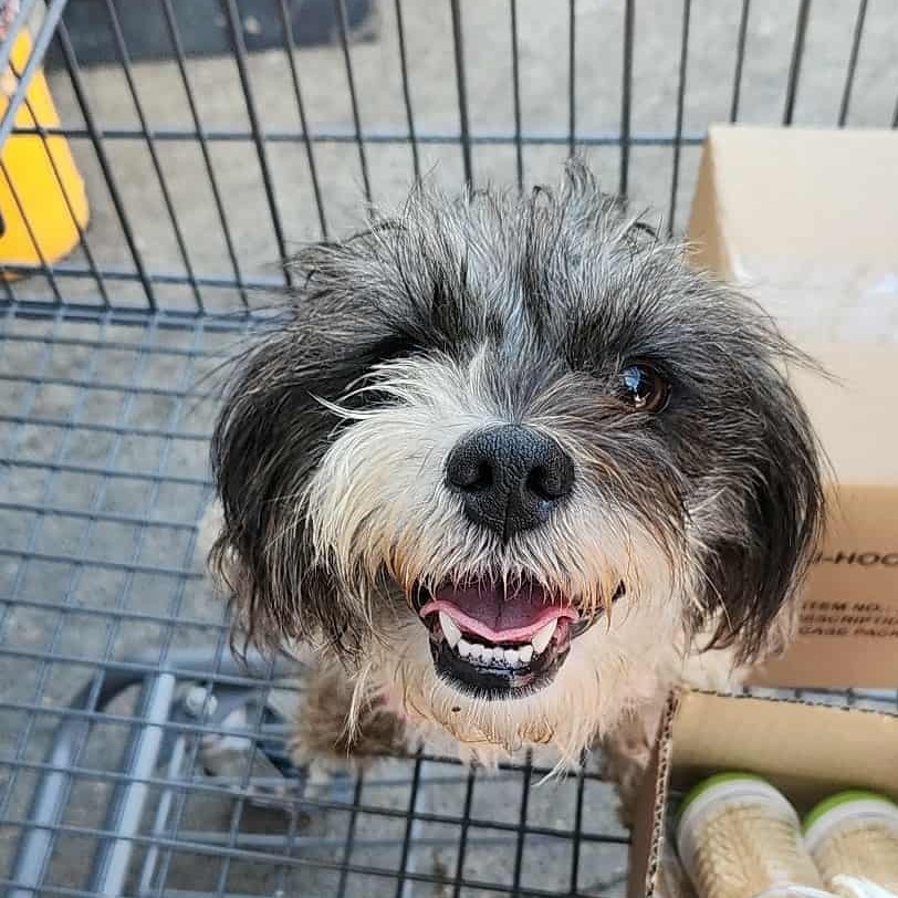 Winnie Sue, an adoptable Shih Tzu, Affenpinscher in Houston, TX, 77006 | Photo Image 1