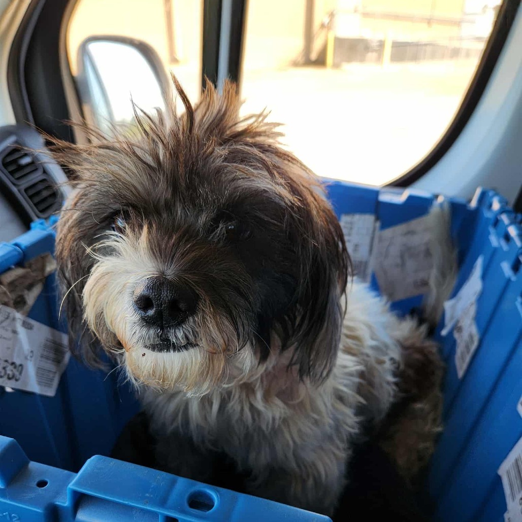 Winnie Sue, an adoptable Shih Tzu, Affenpinscher in Houston, TX, 77006 | Photo Image 2