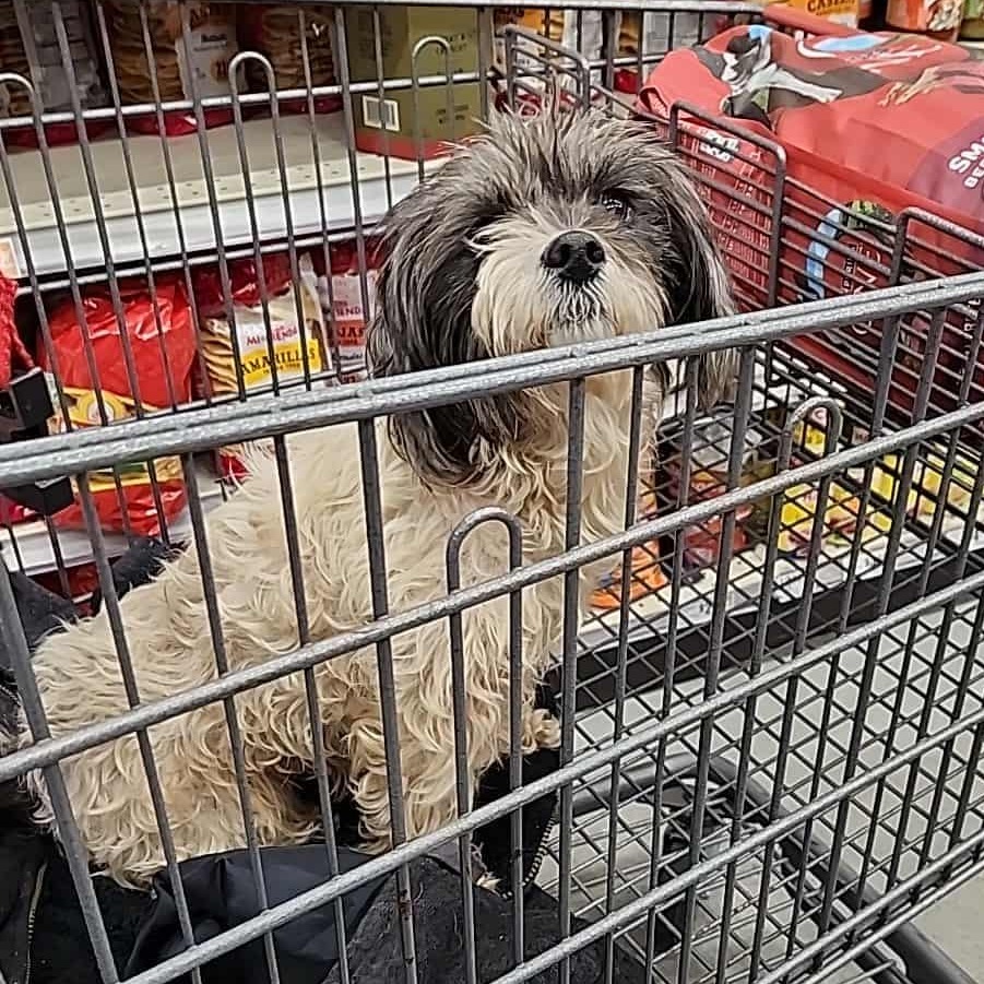 Winnie Sue, an adoptable Shih Tzu, Affenpinscher in Houston, TX, 77006 | Photo Image 3