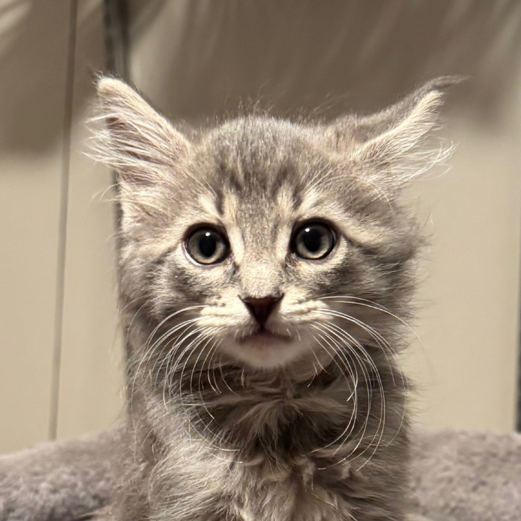 Bocce Maury (red collar Tamara kitten)