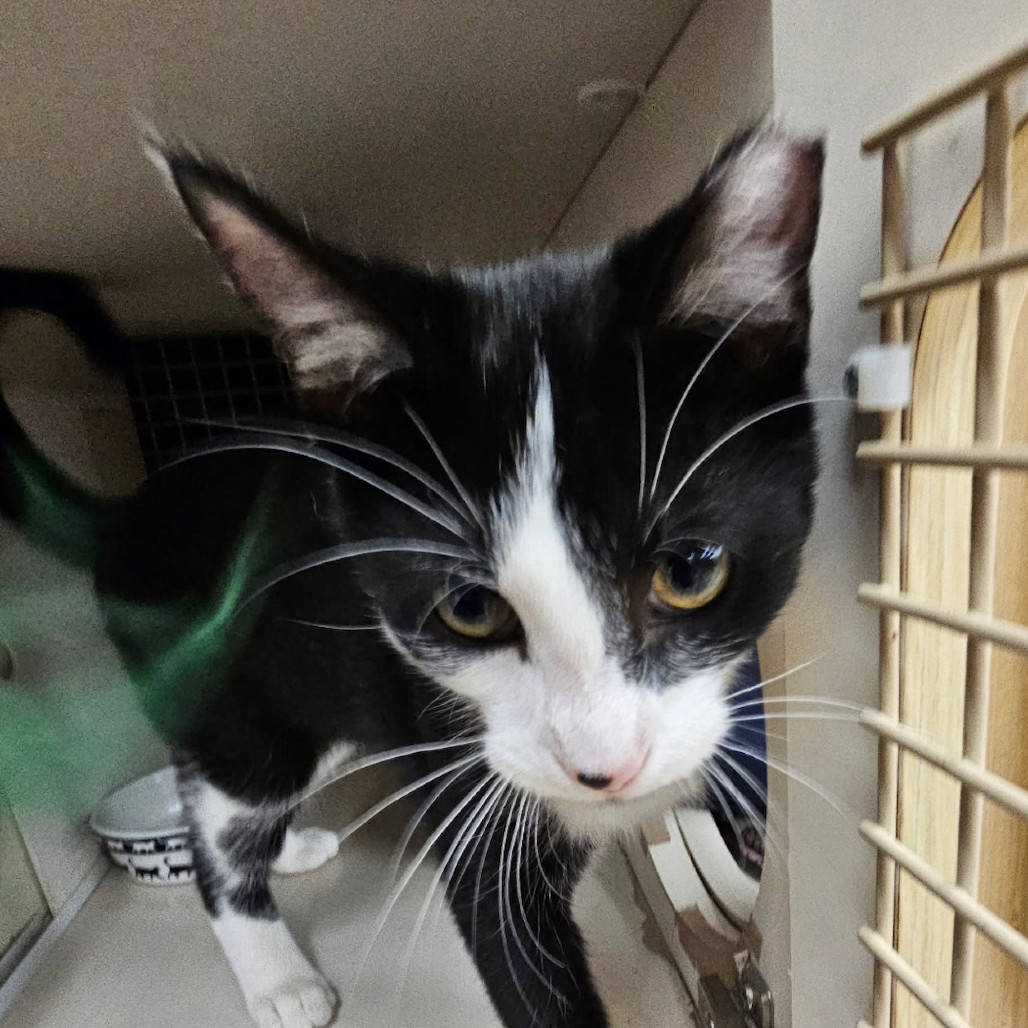 Owen SPCA Pitt