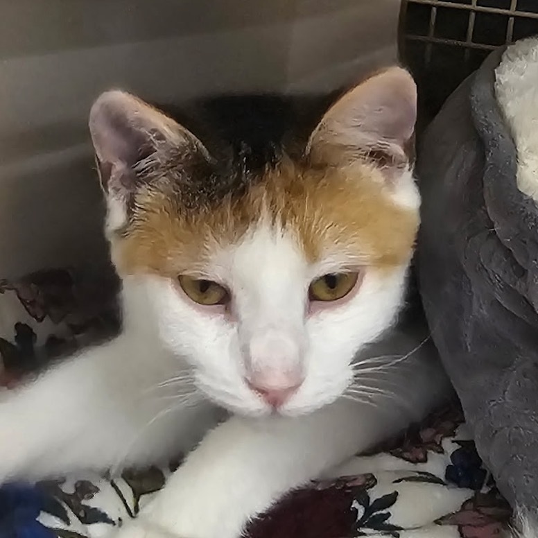 Sutherlin SPCA Pitt