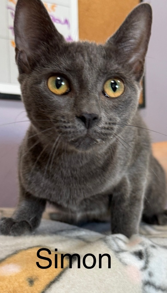 Simon