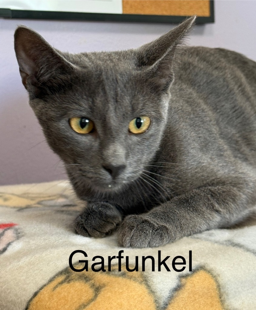 Garfunkel