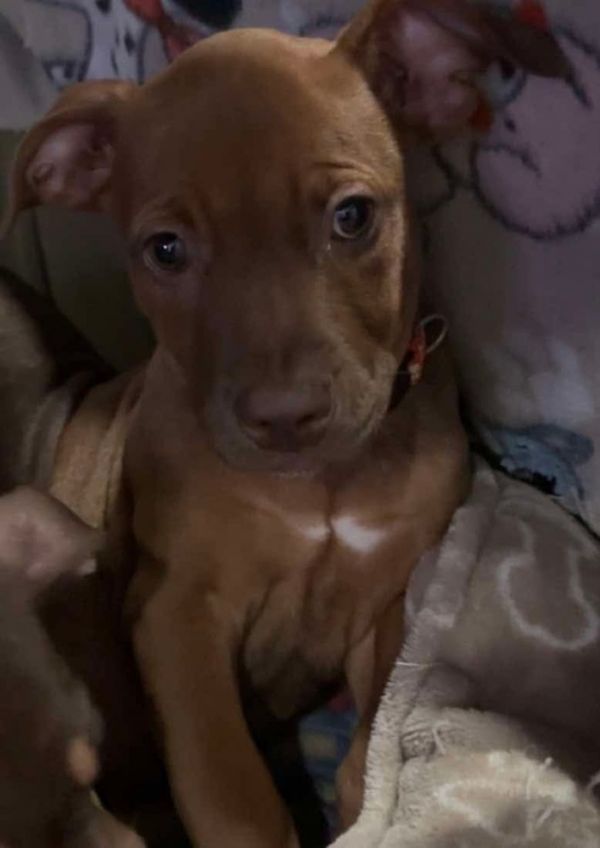 Belle