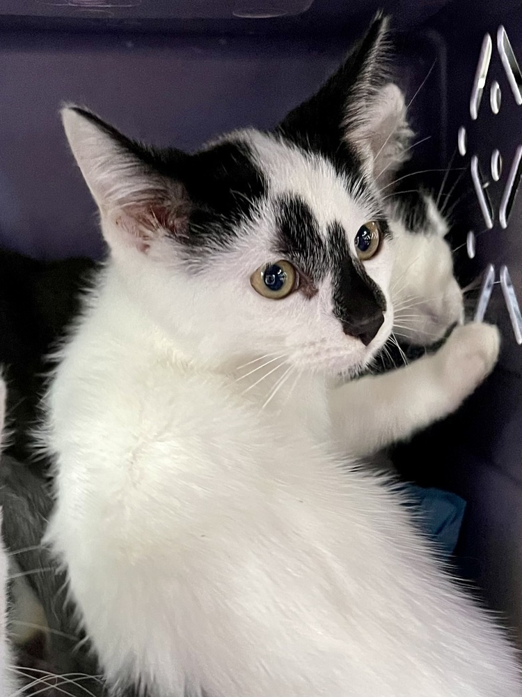 Domino Bonded Pair with Sophie