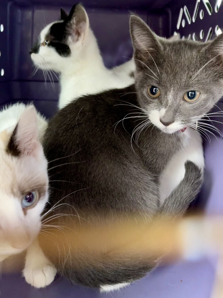 Domino Bonded Pair with Sophie