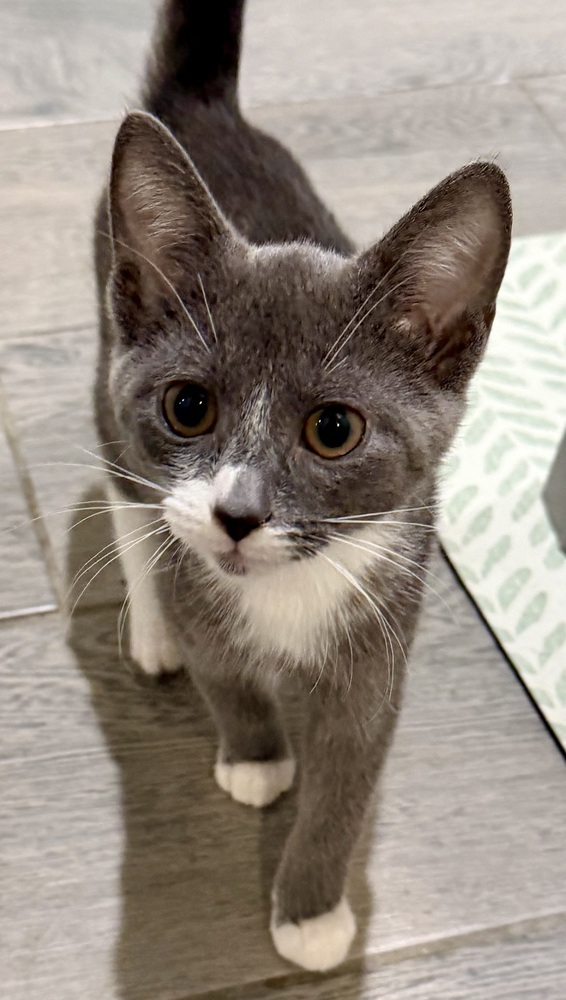 Sophie bonded pair with Domino