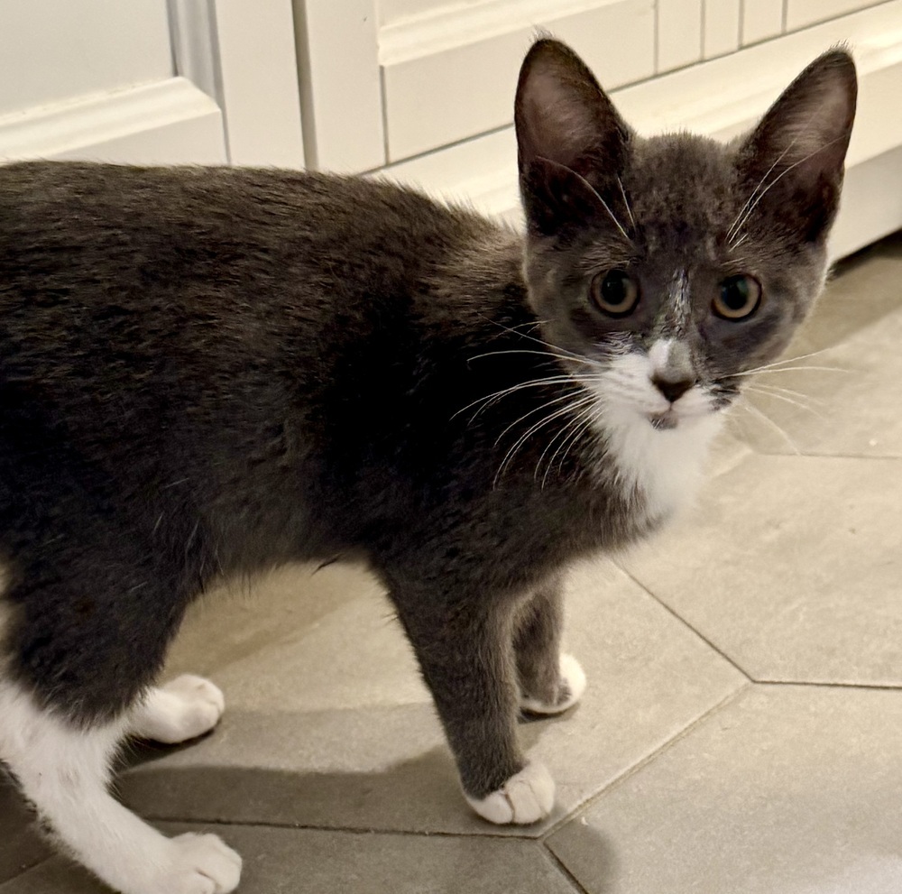 Sophie bonded pair with Domino