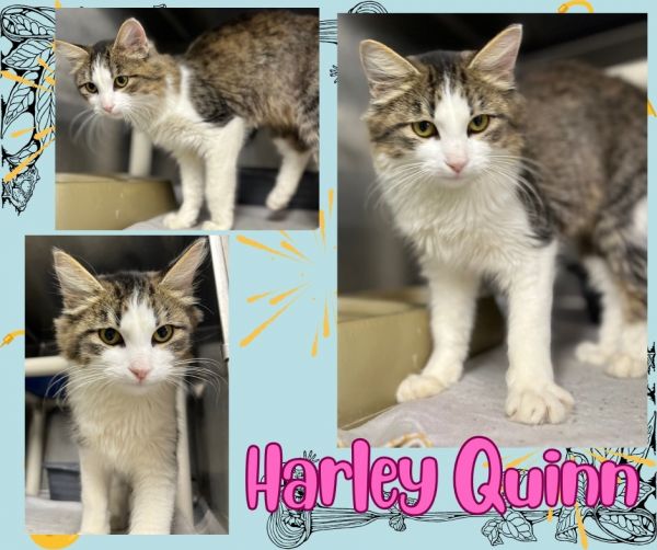 Harley Quinn photo 1