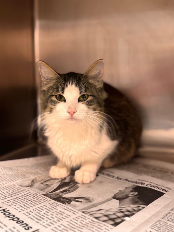 Harley Quinn thumbnail 2