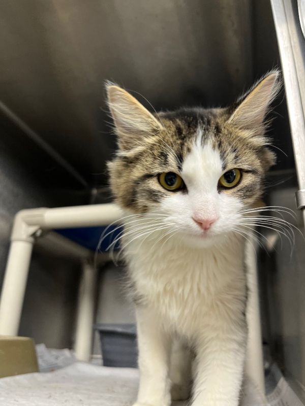 Harley Quinn thumbnail 3