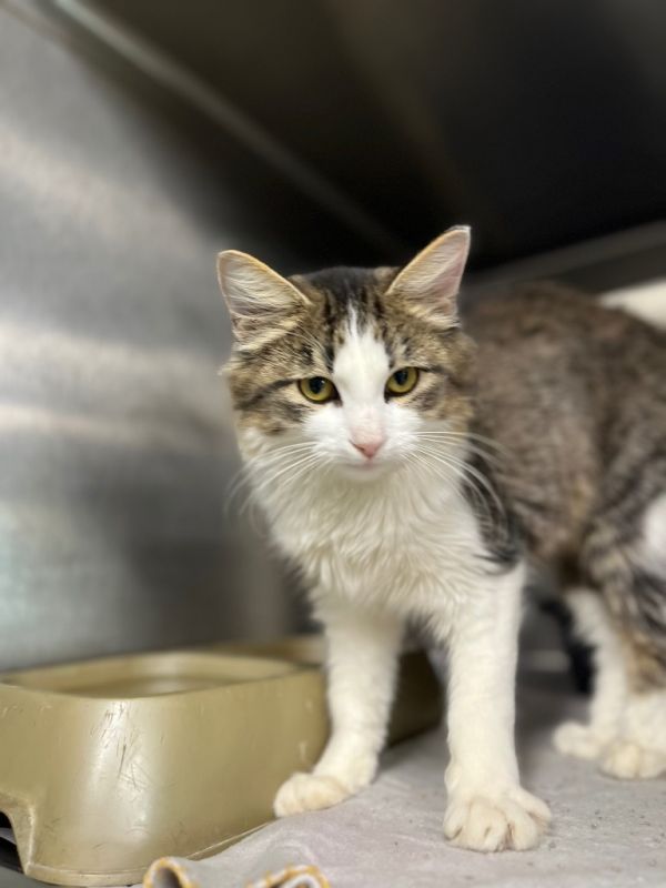 Harley Quinn thumbnail 4