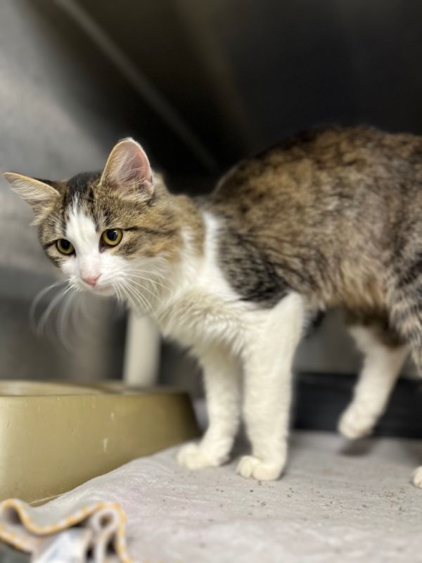 Harley Quinn thumbnail 5