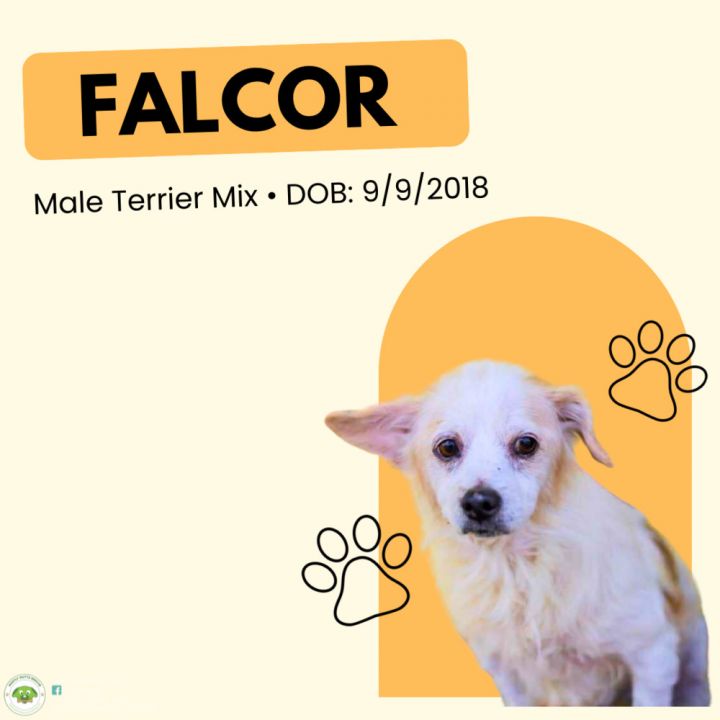 Falcor 1