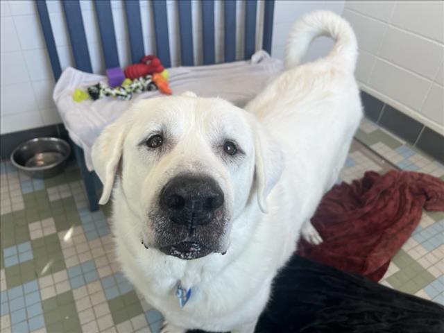 ODIN, an adoptable Akbash in Loveland, CO, 80538 | Photo Image 1