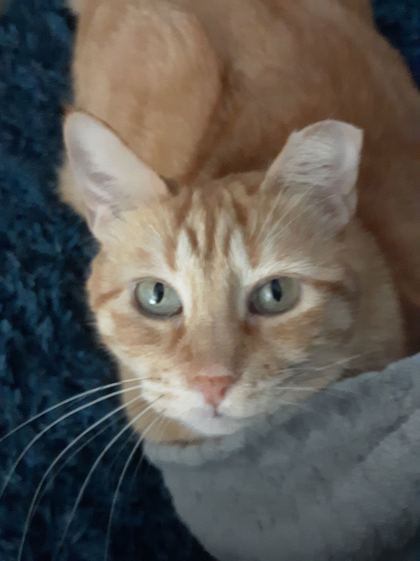 Sawyer