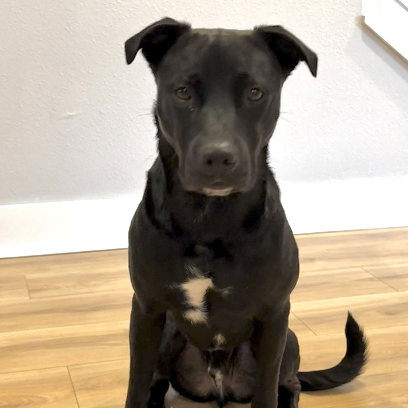 Enzo