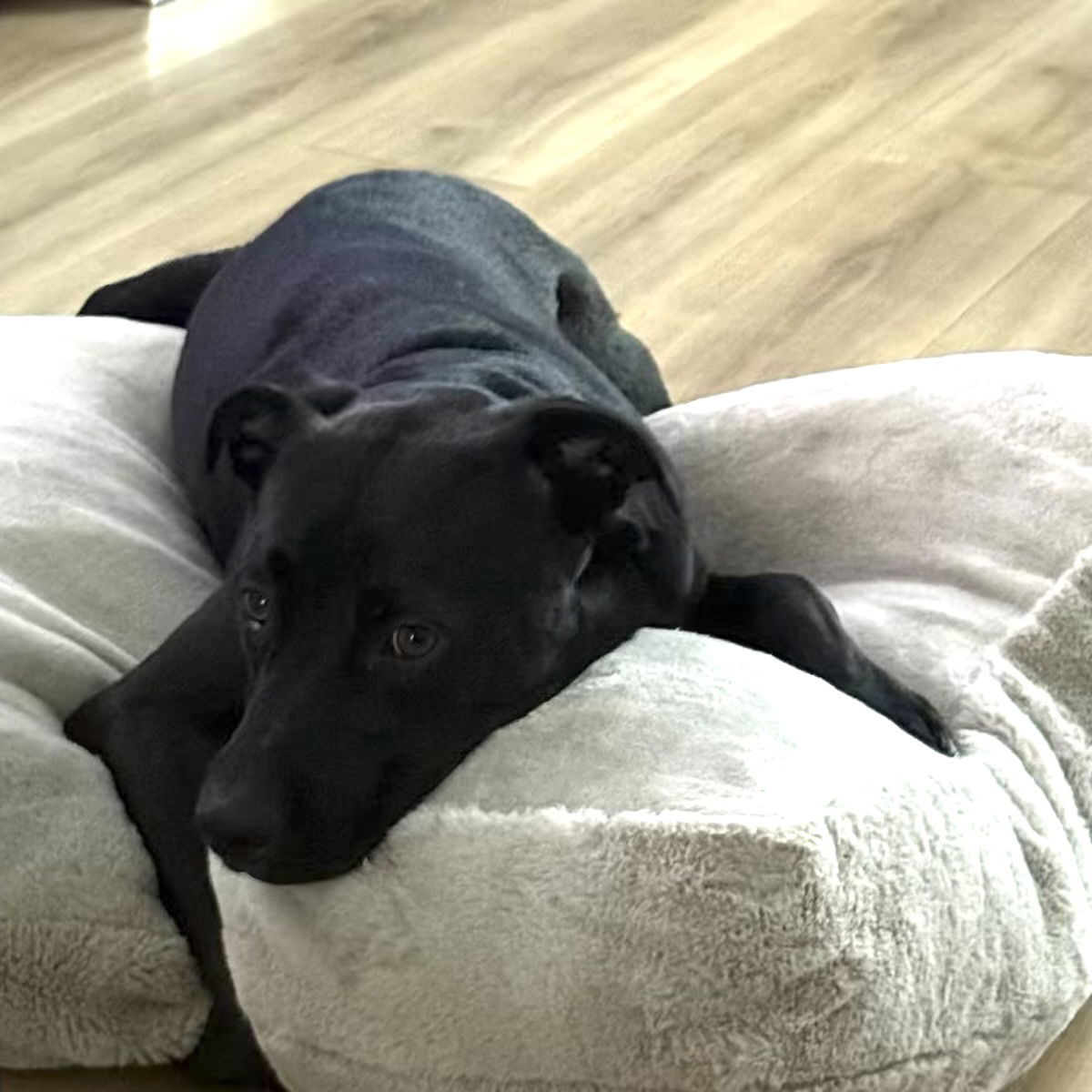 Enzo