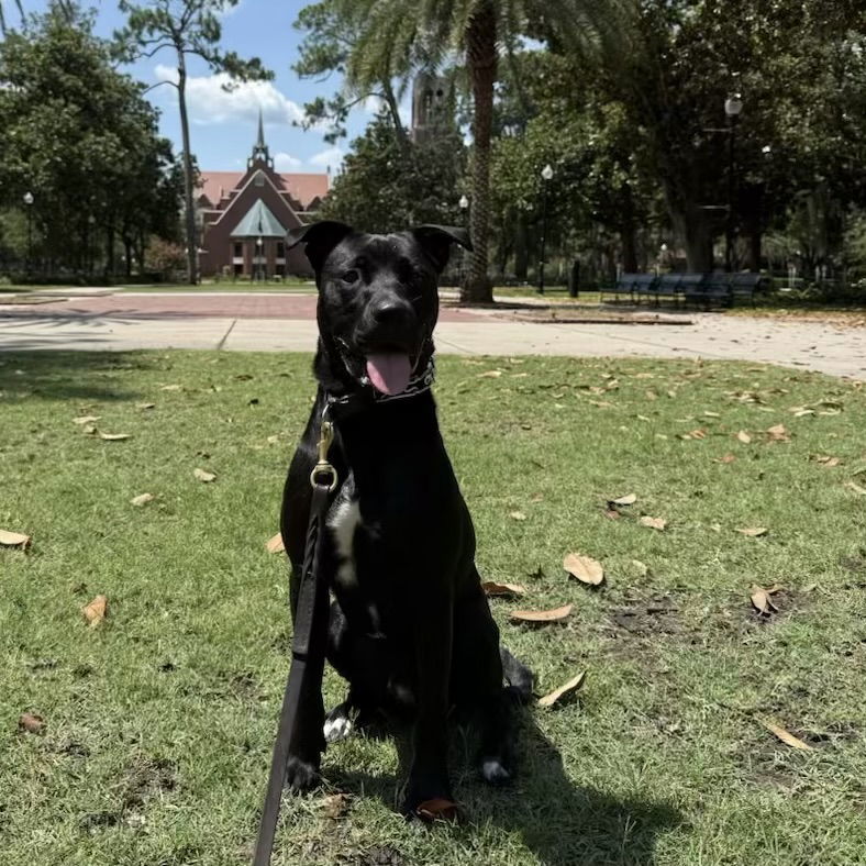 Enzo