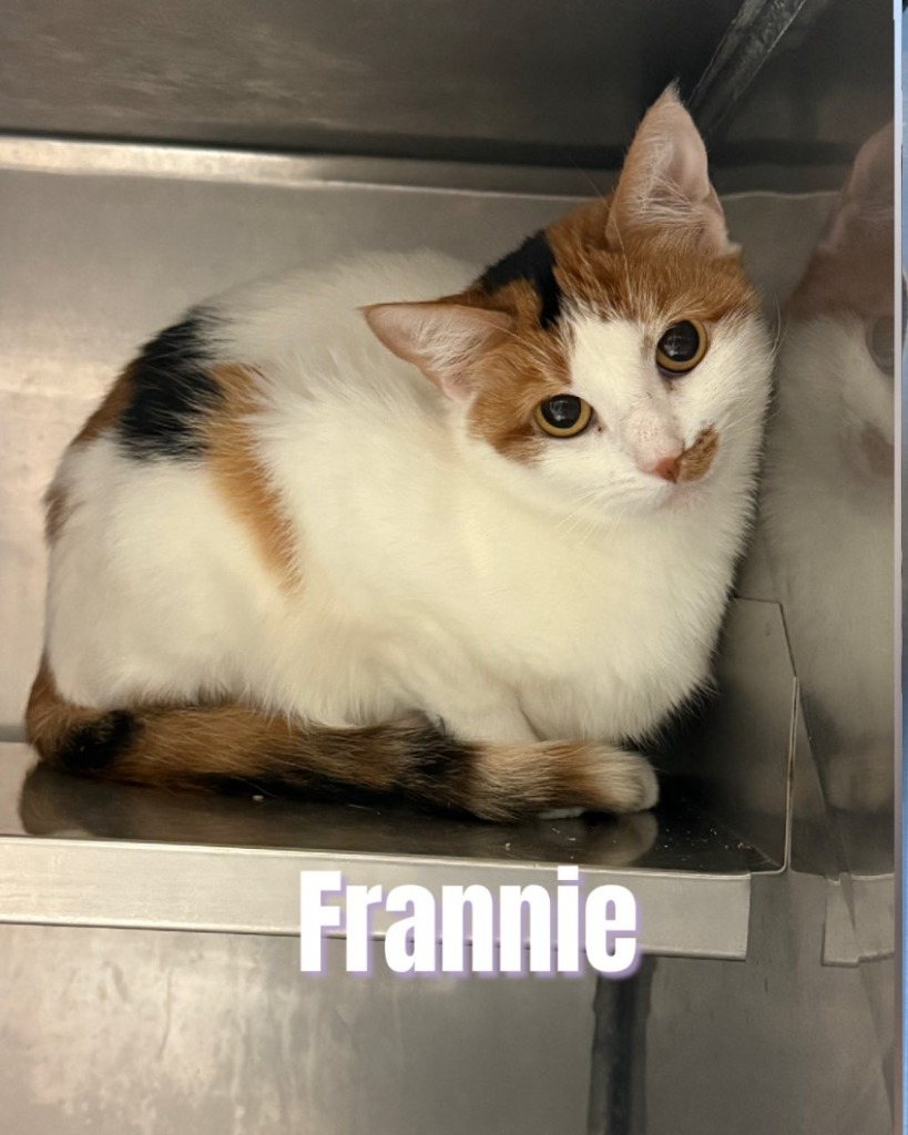 Frannie