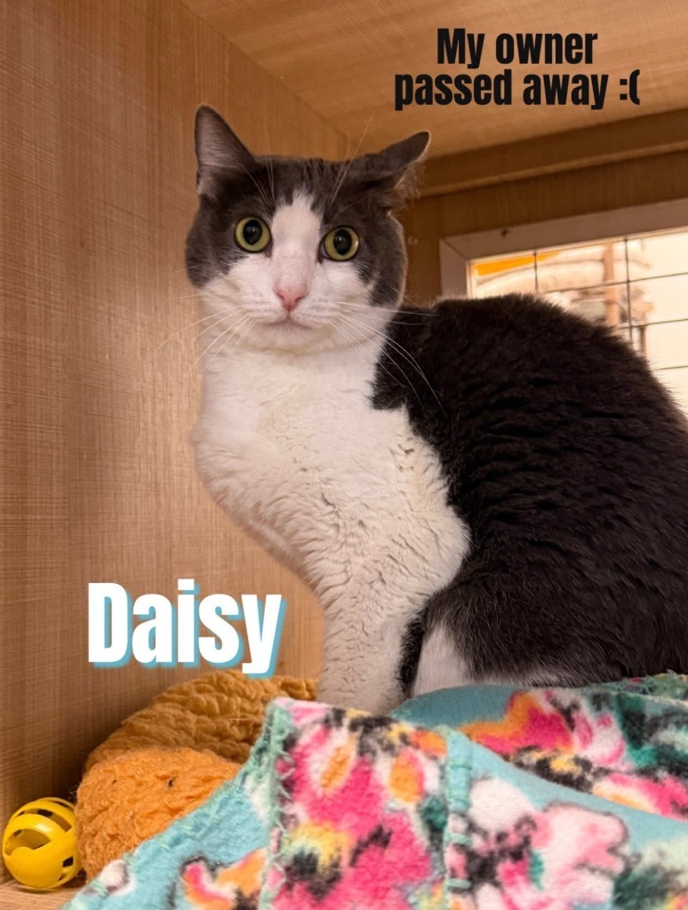 Daisy