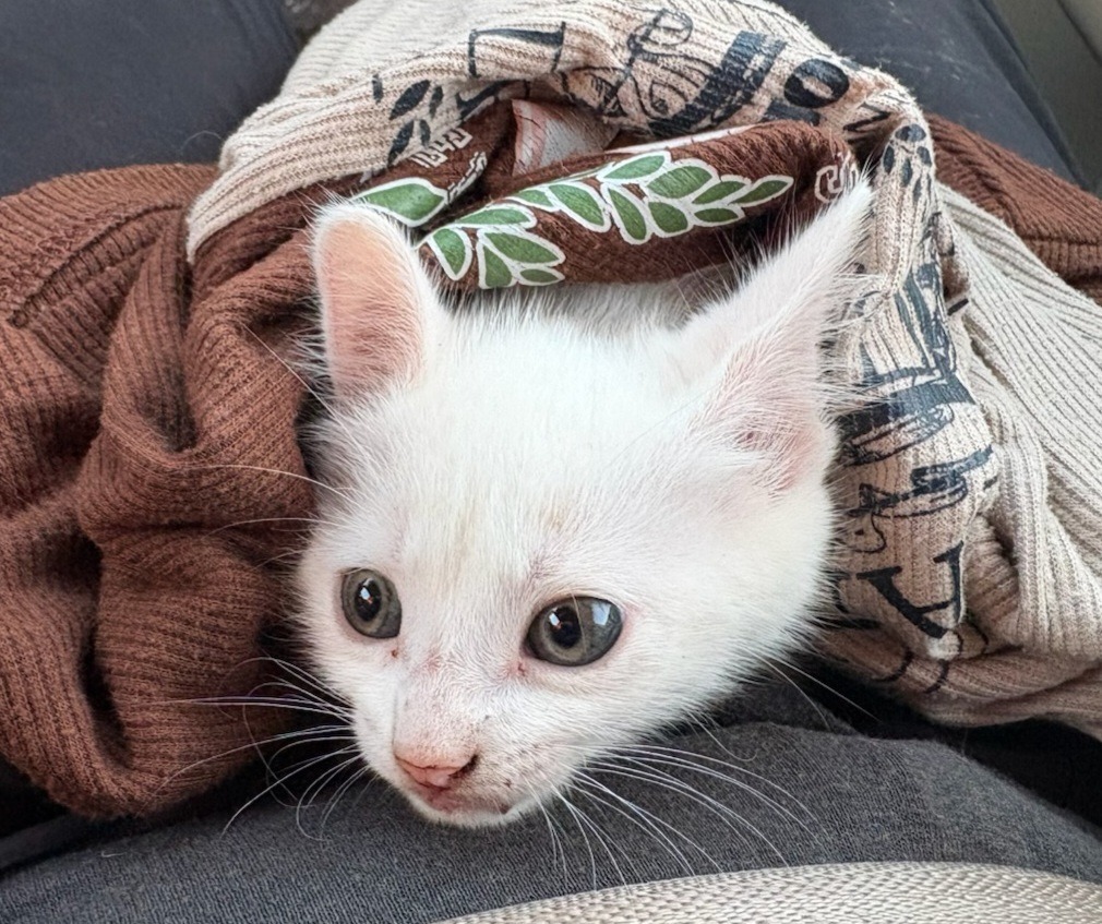 Gingi