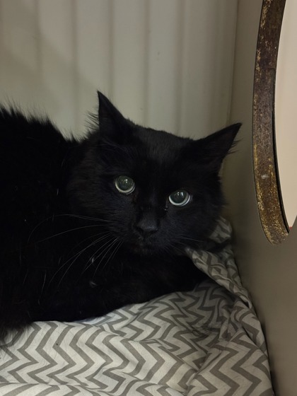 MoMo, an adoptable Domestic Long Hair, Domestic Short Hair in Moses Lake, WA, 98837 | Photo Image 1