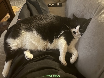 LuLu, an adoptable Domestic Short Hair in Moses Lake, WA, 98837 | Photo Image 1