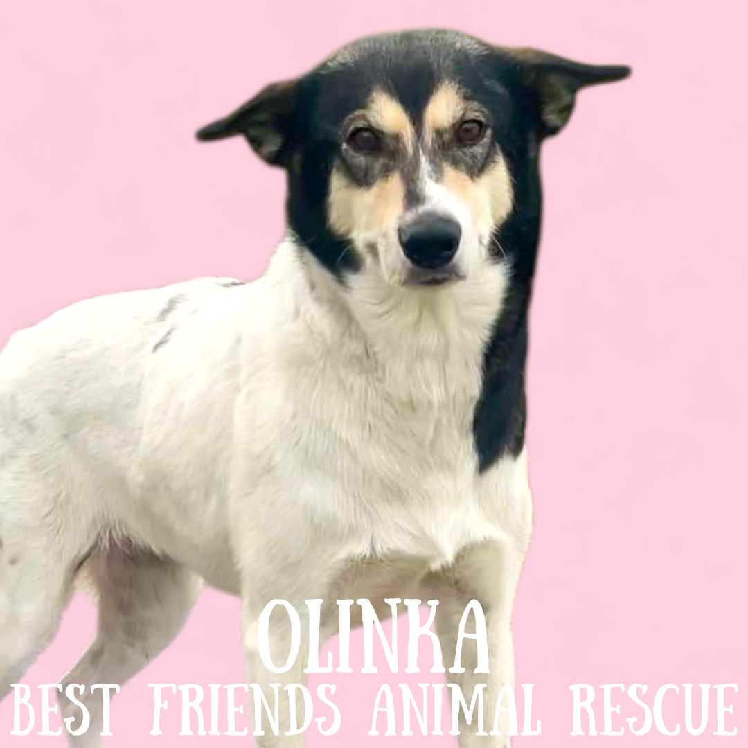 Olinka, an adoptable Husky in Wasilla, AK, 99654 | Photo Image 1