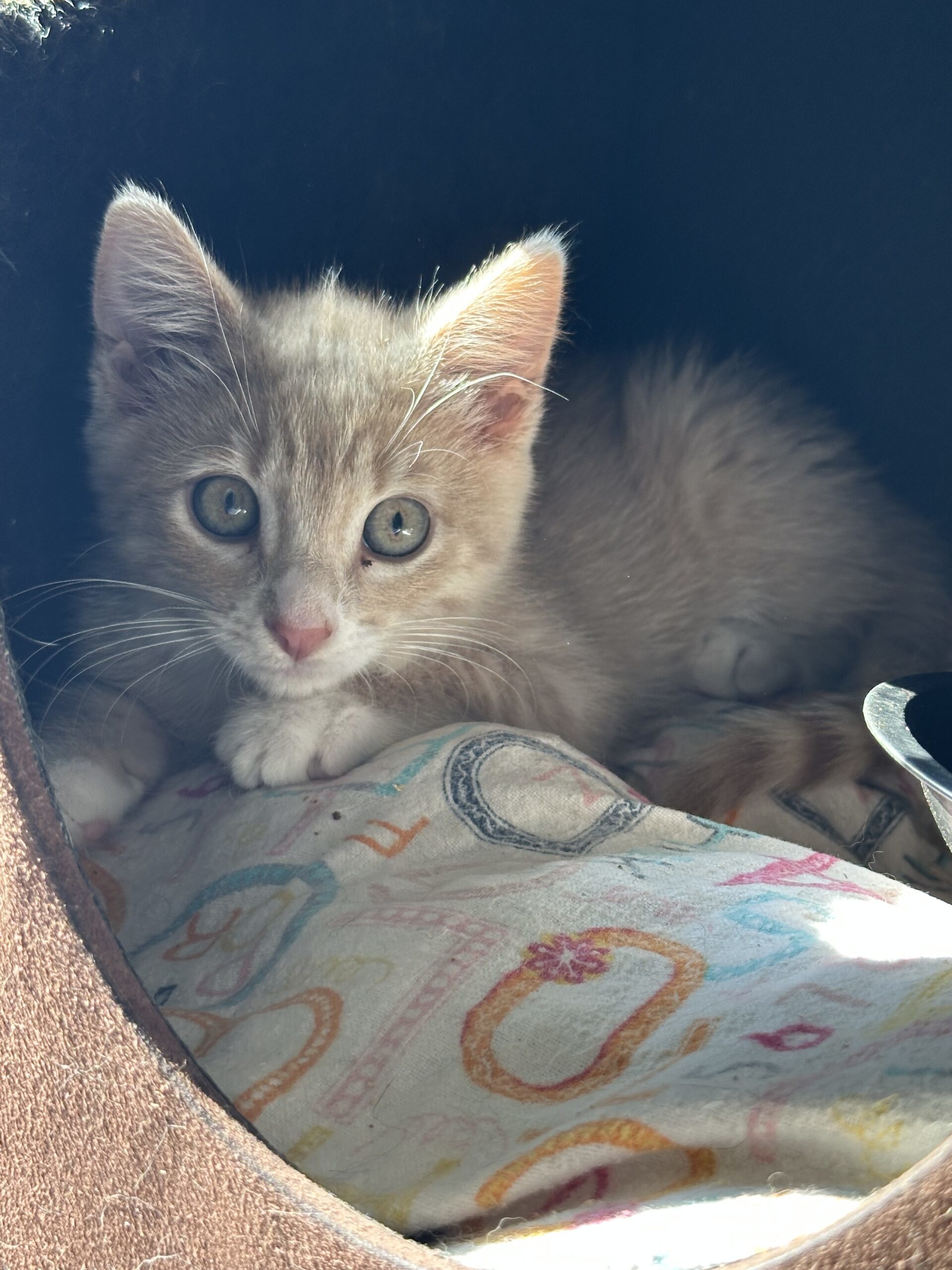 Gingi, an adoptable Domestic Short Hair in Dillon, MT, 59725 | Photo Image 1
