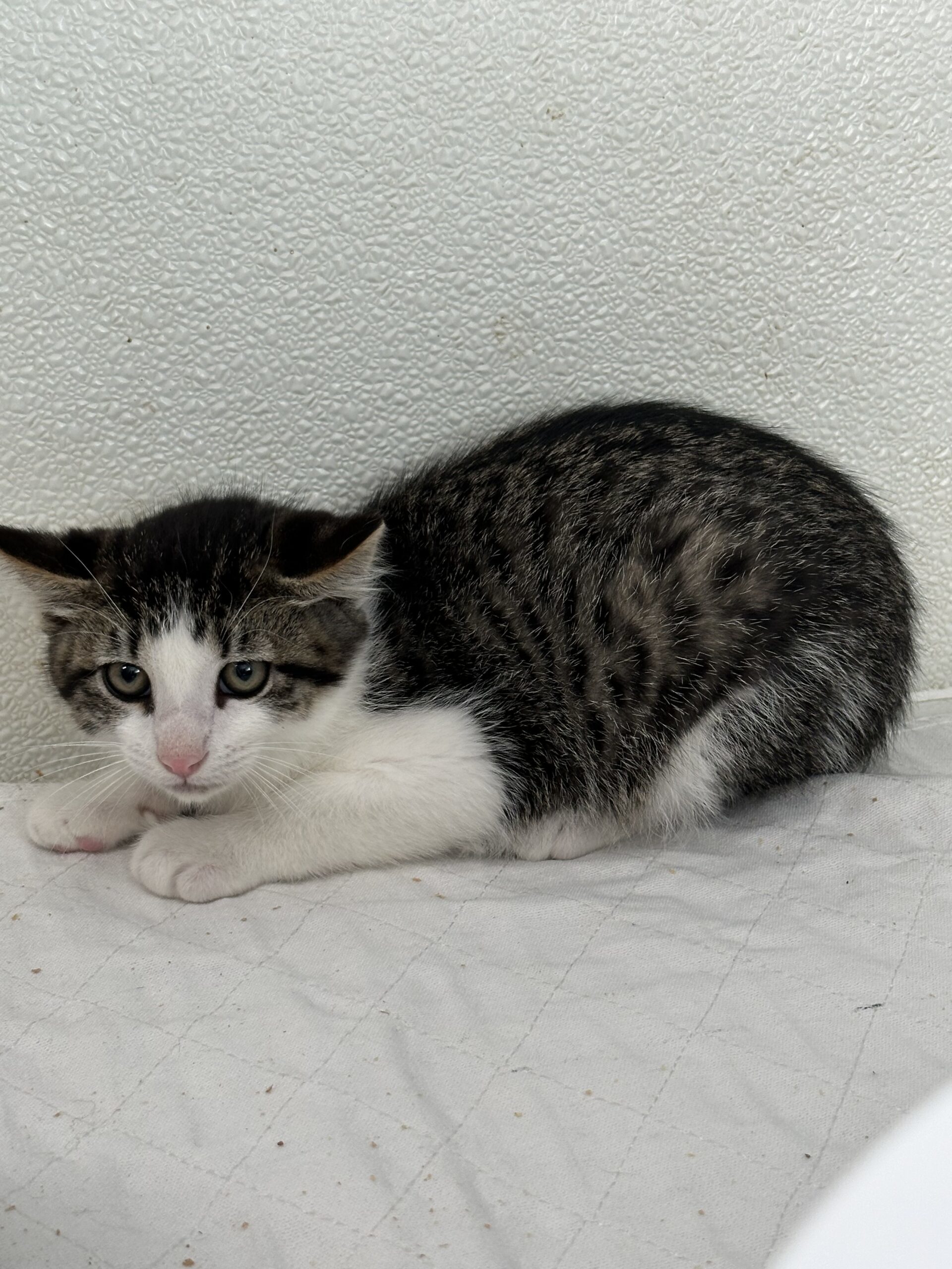Pepper, an adoptable Domestic Short Hair in Dillon, MT, 59725 | Photo Image 1