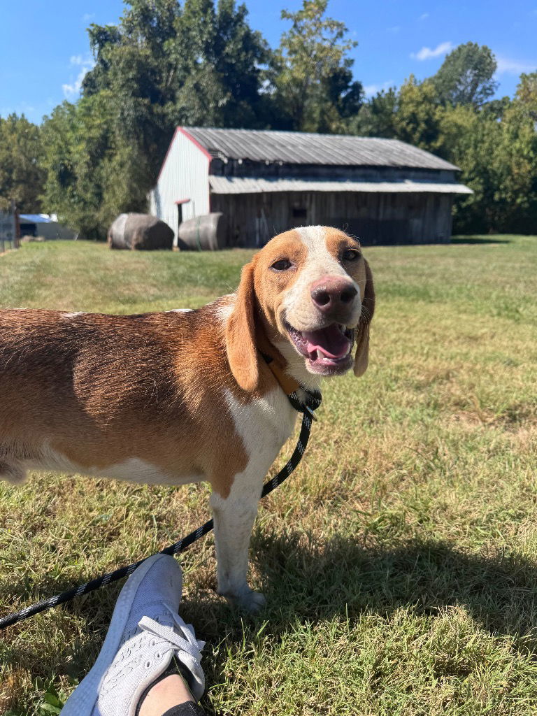 Winston