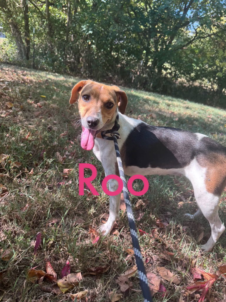 Roo
