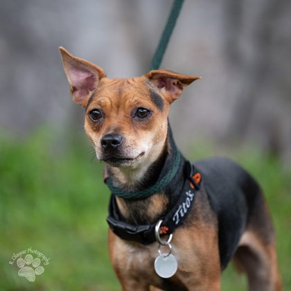 Patches, an adoptable Terrier, Mixed Breed in Honolulu, HI, 96826 | Photo Image 1