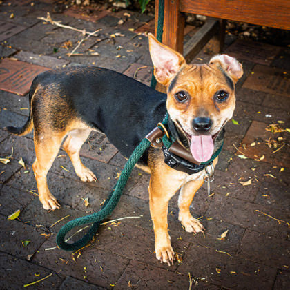 Patches, an adoptable Terrier, Mixed Breed in Honolulu, HI, 96826 | Photo Image 2