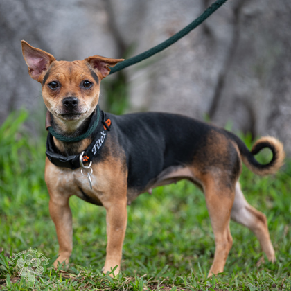 Patches, an adoptable Terrier, Mixed Breed in Honolulu, HI, 96826 | Photo Image 3