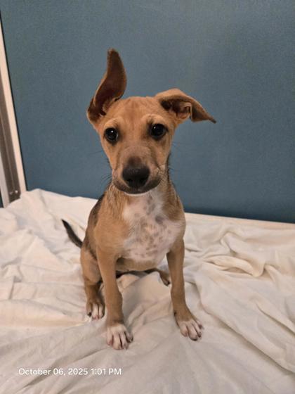 Cinnamon, an adoptable Terrier, Mixed Breed in Honolulu, HI, 96826 | Photo Image 1